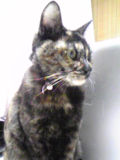 shiyui2014's tweet image. 虹の向こうでにゃんにゃかしてるかなー