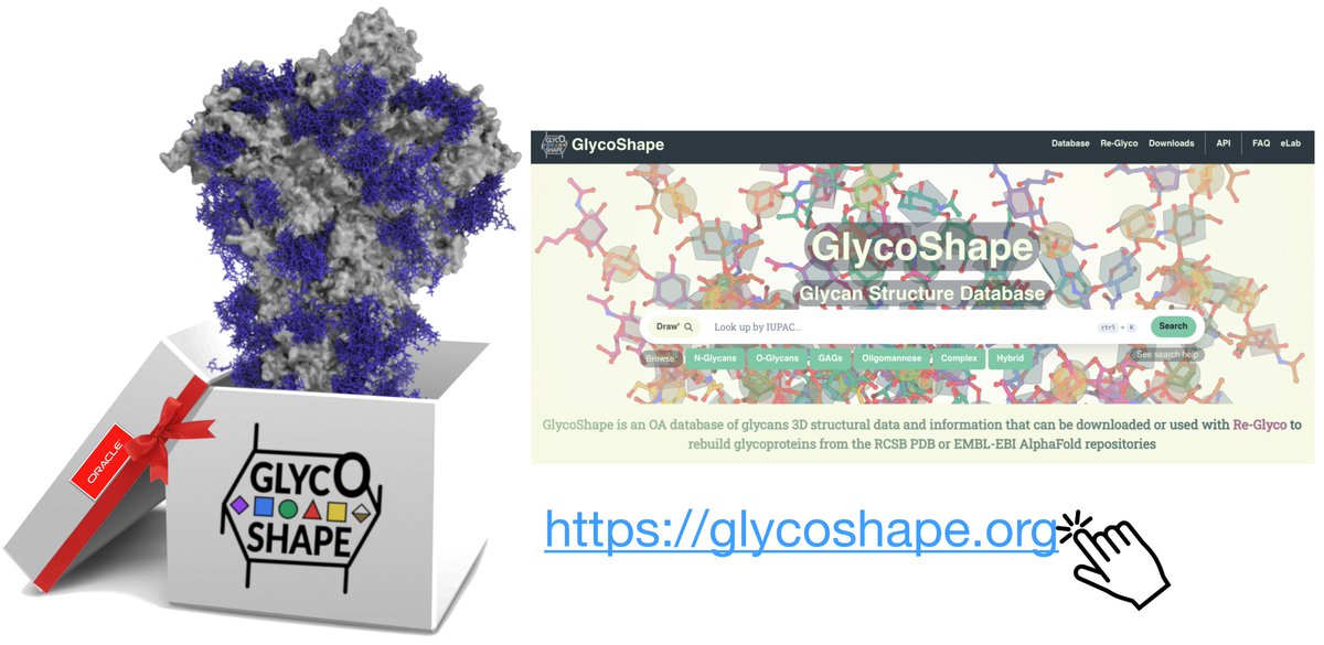 Callum Ives (@callummives) on Twitter photo It’s the most wonderful #glycotime of the year! Let us (@ElisaTelisa <a href="/Ojas_Singh_/">Ojas Singh</a>) introduce you to #GlycoShape (glycoshape.org), a web platform that allows users to restore glycoproteins 3D structures (PDB, AF/RoseTTAFold or own) to their natural, functional state by It’s the most wonderful #glycotime of the year! Let us (@ElisaTelisa <a href="/Ojas_Singh_/">Ojas Singh</a>) introduce you to #GlycoShape (glycoshape.org), a web platform that allows users to restore glycoproteins 3D structures (PDB, AF/RoseTTAFold or own) to their natural, functional state by