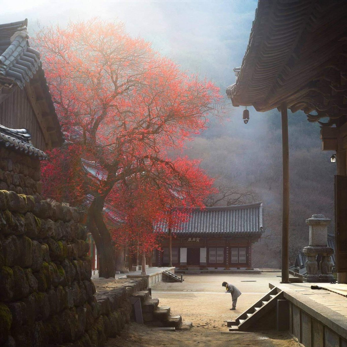 inthemoodfortw's tweet photo. Chaque jour saluer l'arbre rouge © Jaeyoun Ryu (landscape photographer based in Korea). https://t.co/c0huWQVxNh