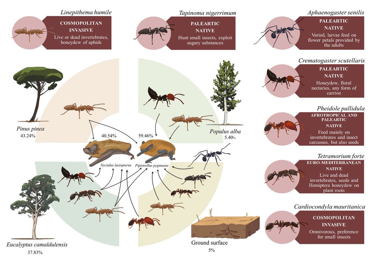 🔊 First 🐜- 🦇💩#guano interaction described in epigean environments. 7⃣ different species of 🐜collected droppings from #Greater #Noctule and #Soprano #Pipistrelle in Doñana National Park. @Ecol_Ent 🔎 ➡️resjournals.onlinelibrary.wiley.com/doi/10.1111/ee…