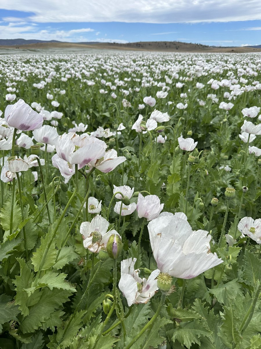 Awesome week touring Tassie and checking out some different crops on the NRI AgronomyTour! <a href="/driscoll_ag/">Driscoll Ag</a>