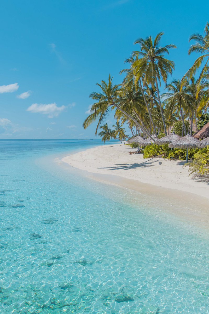 TheGuruLink's tweet photo. Maldives 🇲🇻

Known for its crystal-clear waters, white sandy beaches, and overwater bungalows, the Maldives is a top luxury destination ideal for relaxation, diving, and snorkeling. 🏝️☀️

#Travel #travelinspiration #maldives #islandbliss https://t.co/dYXxzrDpei