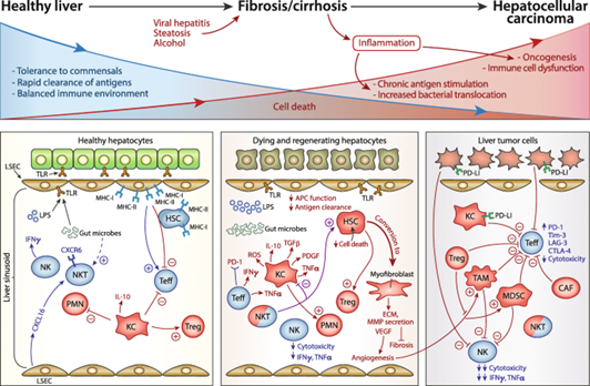 Immuno MDPI (@immunomdpi) on Twitter photo #Review
Inflammatory Network of #Liver Fibrosis and How It Can Be Targeted Therapeutically
by Prof. Amir M. Ghaemmaghami et al. <a href="/immune_instruct/">Amir Ghaem-Maghami</a> <a href="/UniofNottingham/">Uni of Nottingham #WeAreUoN</a>
#immune #Immunotherapy <a href="/MDPIOpenAccess/">MDPI</a>
🔗Full text: mdpi.com/2673-5601/3/4/… #Review
Inflammatory Network of #Liver Fibrosis and How It Can Be Targeted Therapeutically
by Prof. Amir M. Ghaemmaghami et al. <a href="/immune_instruct/">Amir Ghaem-Maghami</a> <a href="/UniofNottingham/">Uni of Nottingham #WeAreUoN</a>
#immune #Immunotherapy <a href="/MDPIOpenAccess/">MDPI</a>
🔗Full text: mdpi.com/2673-5601/3/4/…