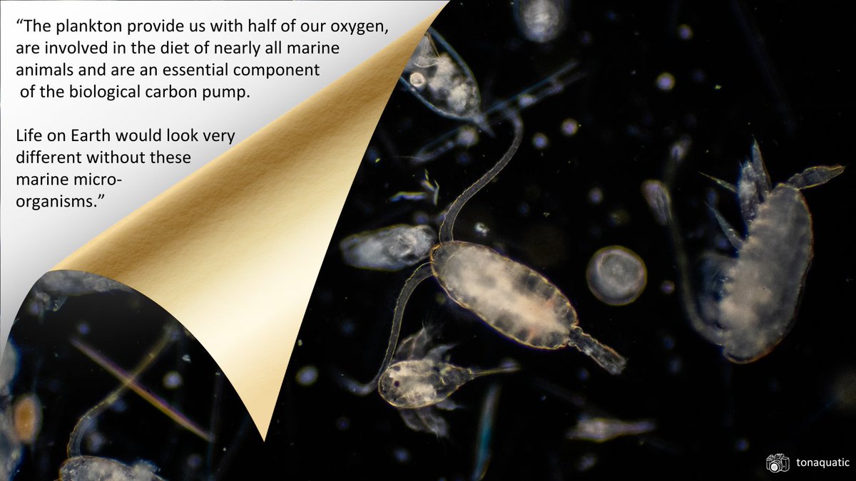 🌍 For the final day of #COP28 we're sharing our final blog, kindly written for us by Marianne Wootton, Senior Plankton Analyst, at the @thembauk 🌊 How is #ClimateChange impacting our marine environment? Let's find out! 👇 buglife.org.uk/blog/powerhous… 🧵/1 @CPRSurvey #OceanDrifter