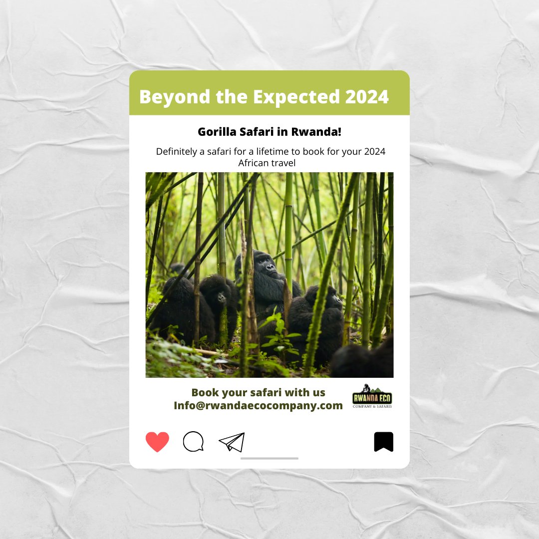 Plan your Dream Gorilla Safari!
From enjoying life time magic moments with mountain #gorillas to experiencing heart-warming encounters with the locals, Rwanda will deliver the best Gorillasafari experiences unlike any other. Plan your 2024 safari with us !
rwandaecocompany.com/gorilla-tours-…