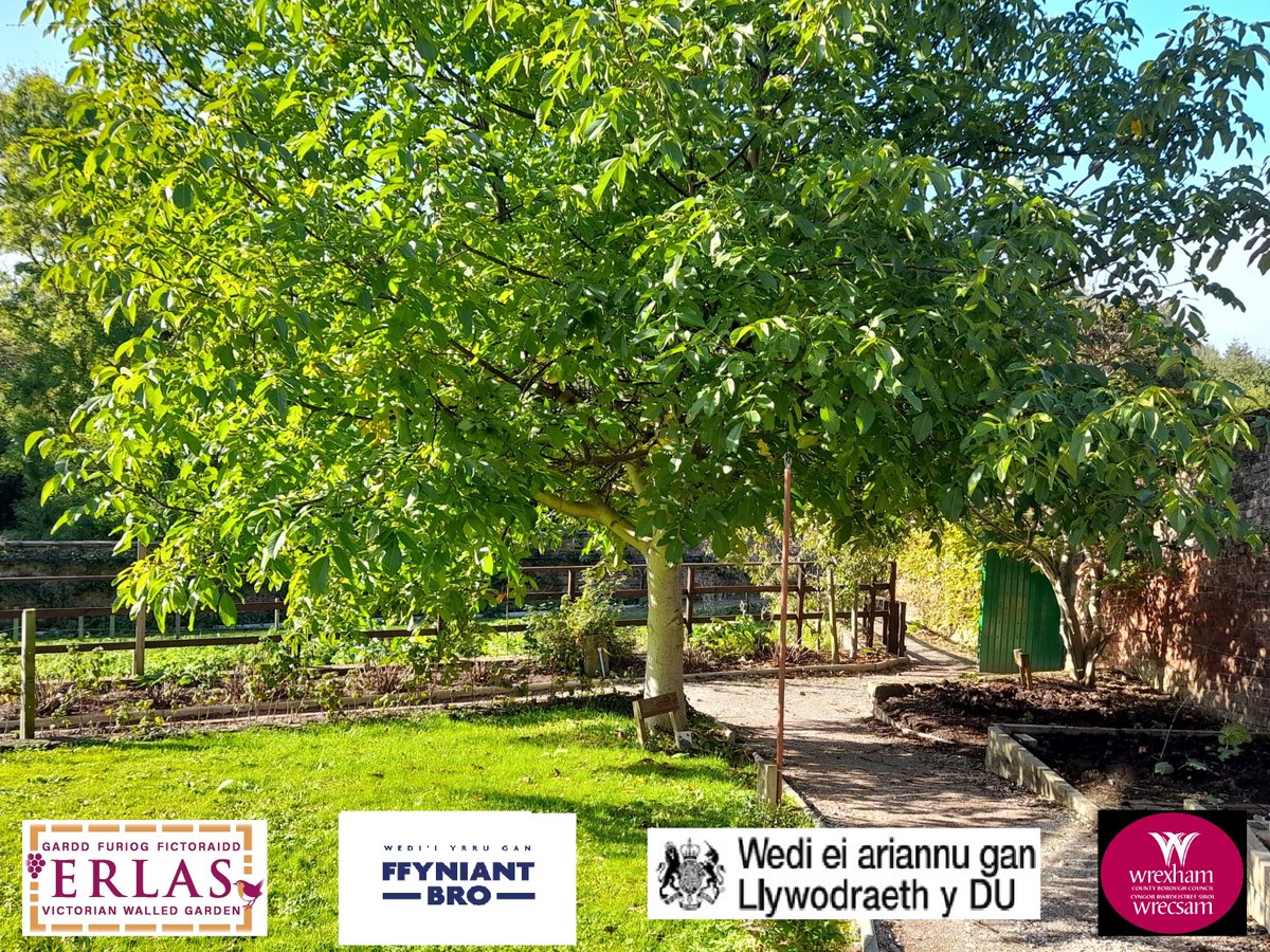 Come rain or shine... Erlas Victorian Walled Garden is open Monday-Thursdays 9am-3.30pm and on Fridays 9am-3pm. Last entry into the garden is 30 minutes before closing. Plants and seasonal fruits & vegetables are sold daily. We welcome visitors of all ages.