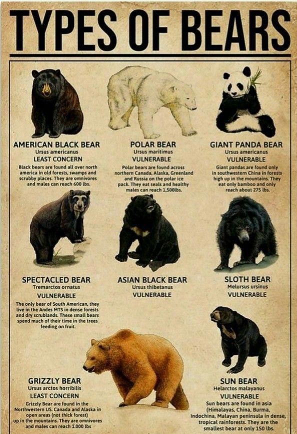 Types of bears #Science #animal