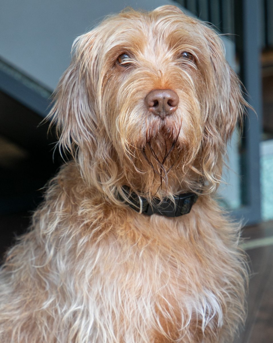 Property_RentEB's tweet photo. ๐ถHE'S A HANDSOME BOY!๐ถ
And he knows it! Meet Huxley our office dog. A wired haired Vizler who enjoys his walks along the Promenade with various staff members, when he visits Eastbourne.
#propertyrentals #tolet #eastbourne #eastsussex #sussex #eastbournelocal #littlechelsea https://t.co/xVsn5kDUv6