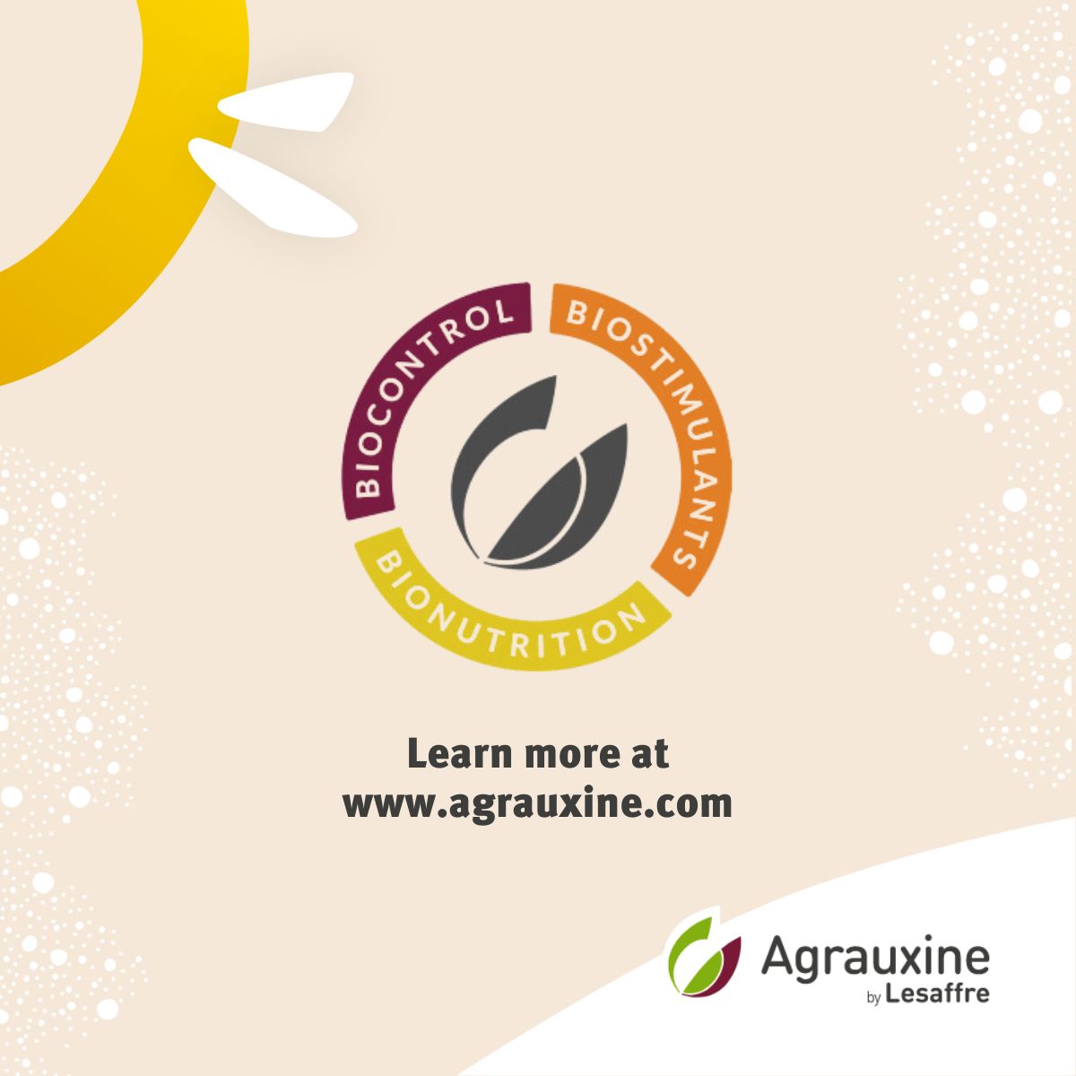 The microflora is a pillar of the soil's fertility.
Our microorganisms-based #bionutrition solutions will either enrich the microflora already present in the soil, or supplement the soil's microbiota with microorganisms when the plants need them most.  #agrauxinebylesaffre