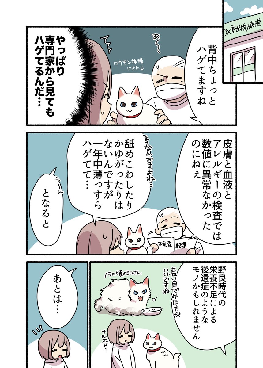 ミコさんがハゲてしまった話 (2/2) #漫画が読めるハッシュタグ #愛されたがりの白猫ミコさん