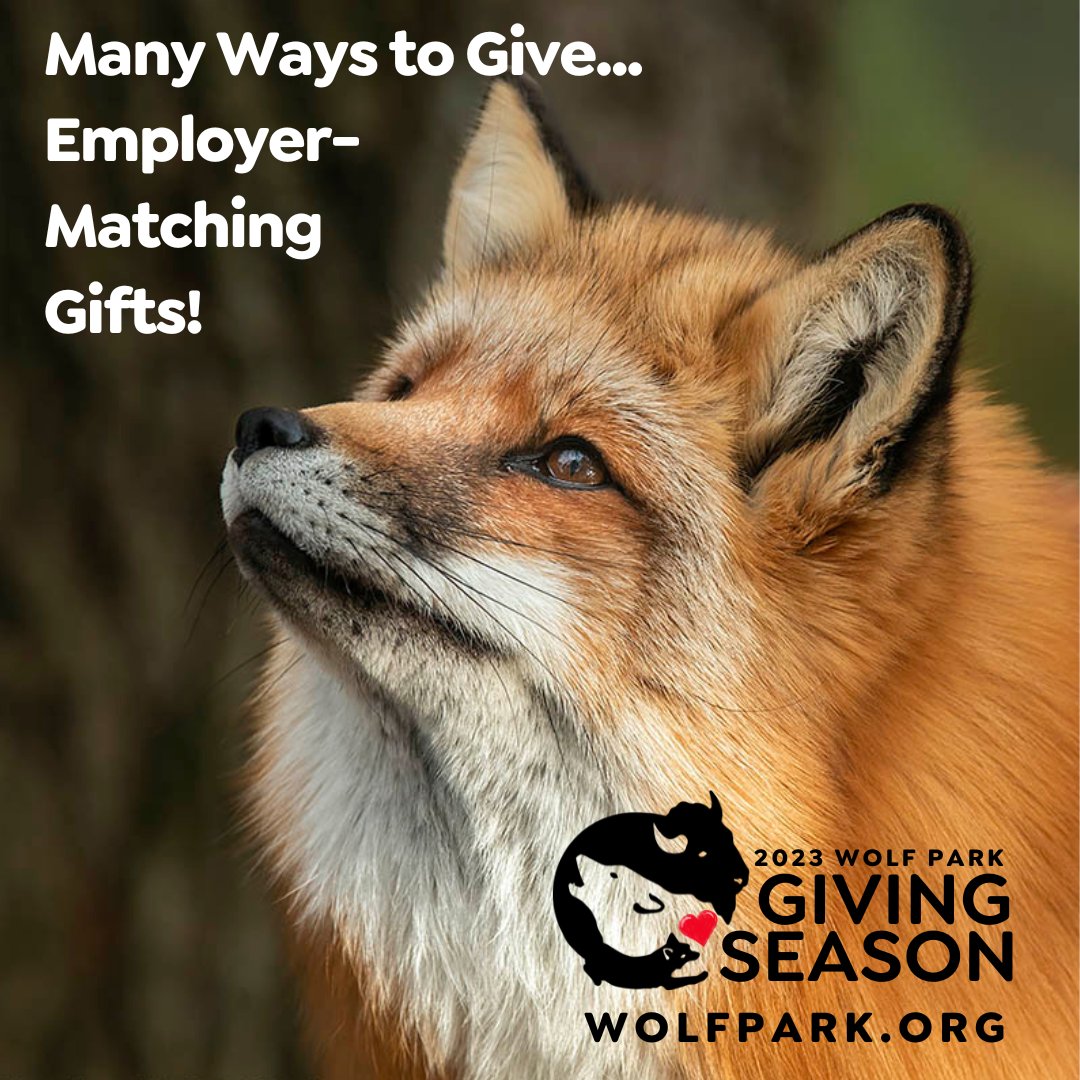 🐺Many employers provide financial support to match employee charitable contributions. Learn more: bit.ly/3MVkkkC
❤️Help us Save Wolves, Save Wilderness. Donate Today! bit.ly/3QLxKk7
#ThankYou ❤ #GivingSeason #WolfPark #SaveWolves #SaveWilderness