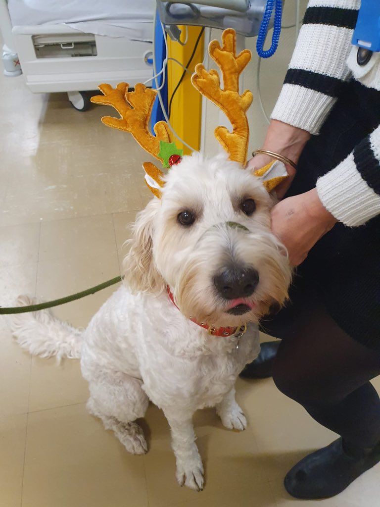 Erica Moo ๐ (@ericamoo) on Twitter photo It was lovely to see Jago the therapy dog visiting Cambridge L ward today. Lots of cuddles and fuss from the patients today! <a href="/EKHUFT/">East Kent Hospitals</a> <a href="/TherapiesEKHUFT/">EKHUFT Therapies</a> <a href="/CEOEastKentHosp/">Tracey Fletcher</a> <a href="/Delia_n_Scooby/">Delia Atkin</a> #petsastherapy #therapydogs #patientsfirst It was lovely to see Jago the therapy dog visiting Cambridge L ward today. Lots of cuddles and fuss from the patients today! <a href="/EKHUFT/">East Kent Hospitals</a> <a href="/TherapiesEKHUFT/">EKHUFT Therapies</a> <a href="/CEOEastKentHosp/">Tracey Fletcher</a> <a href="/Delia_n_Scooby/">Delia Atkin</a> #petsastherapy #therapydogs #patientsfirst