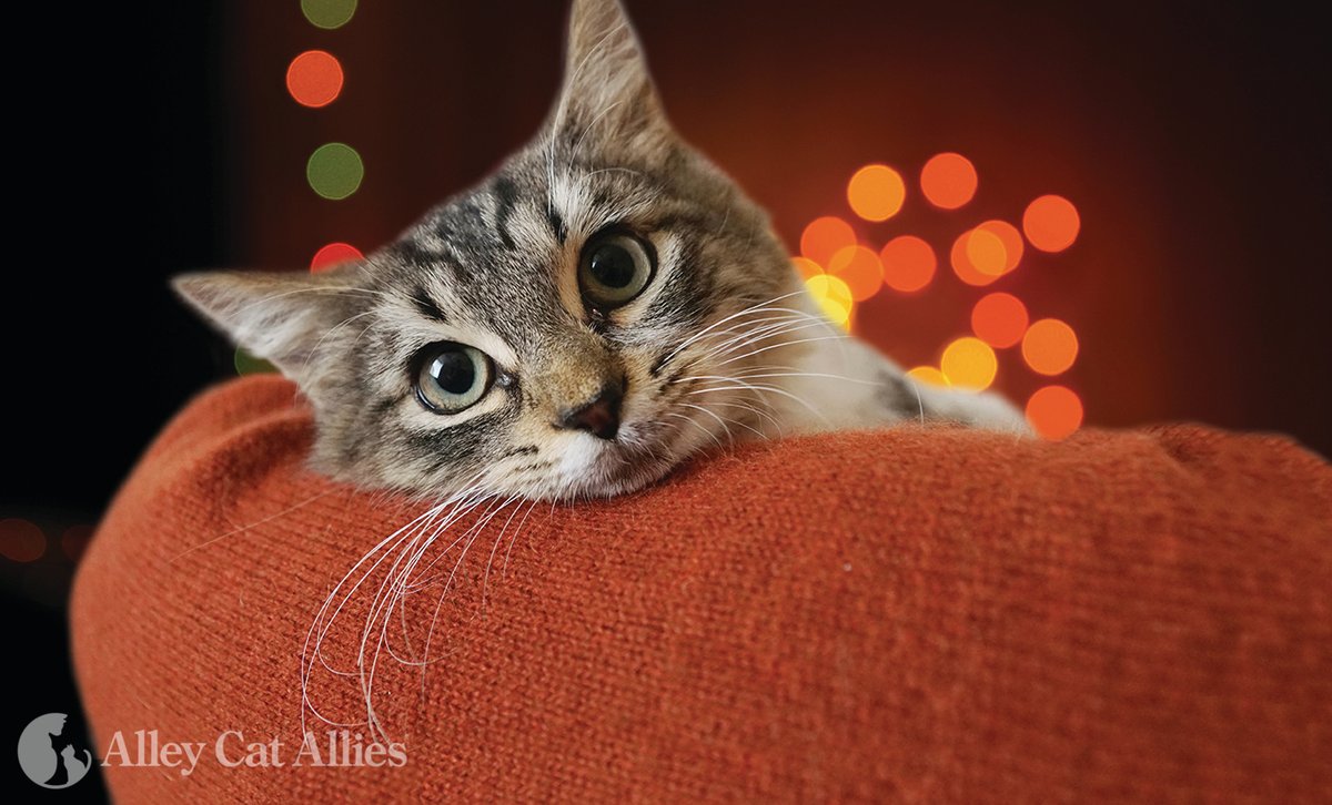 Spread Cheer and Save Cats' Lives! 🎁🐈 Your generous gift today will protect cats and kittens through the holidays and into the new year. This season is a time to celebrate warmth, love, and lifesaving action! Click here to give: ow.ly/jhrm50QhUnM