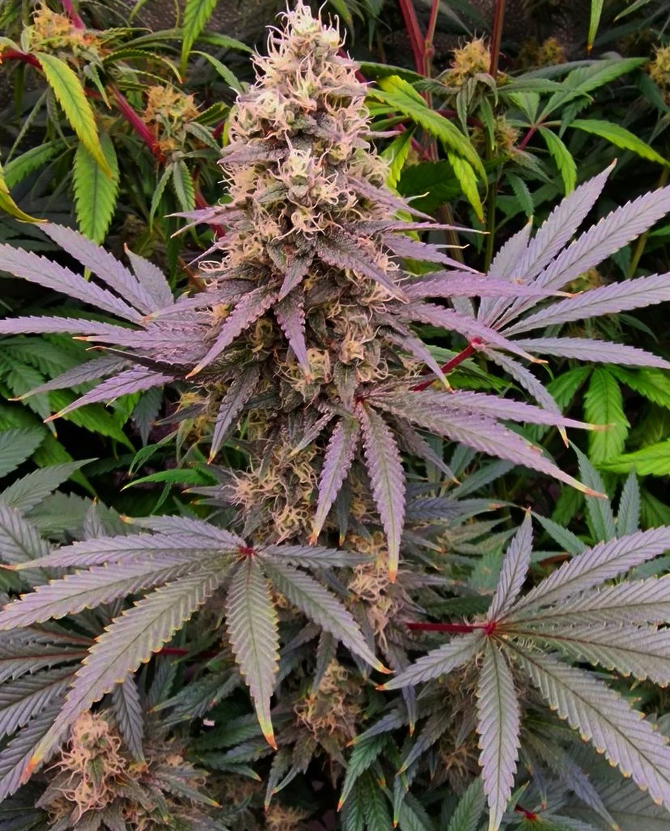 medcialseeds.net