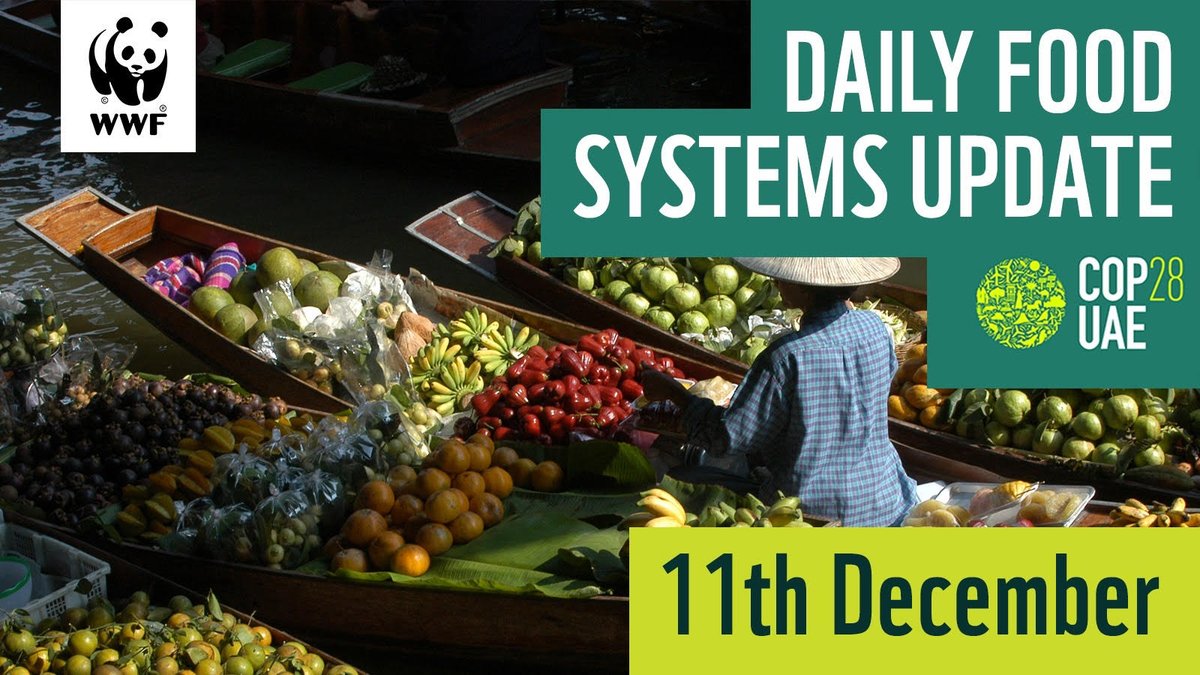 #COP28 Daily update - December 11 - food systems @COP28_UAE All eyes on the final negotiated text, soon to be published. WWF will be publishing a response shortly. mailchi.mp/a0efcf5df007/c…