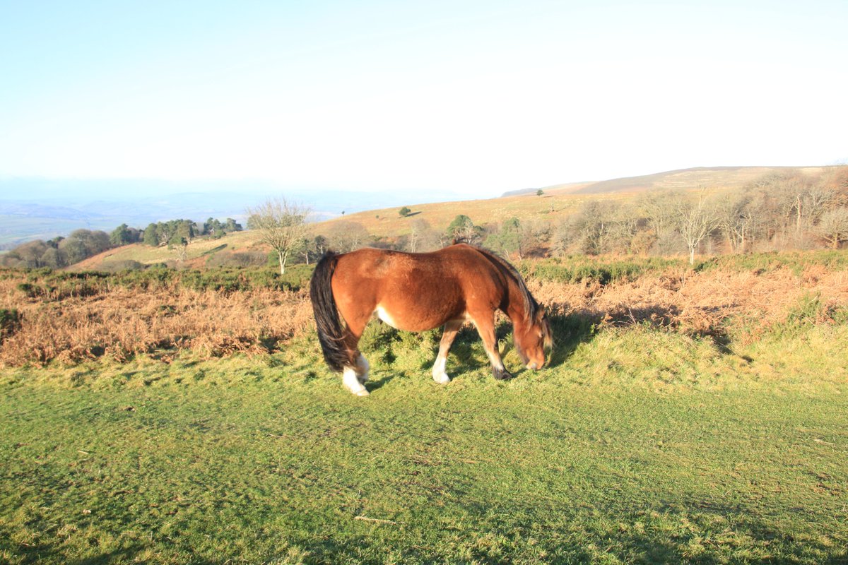 @ExmoorwithJack @ExmoorNP @Exmoor4all @visitexmoor @ExmoorNPCs @DiscoverPorlock @Porlockcoast1 I must admit I did it in 2 3 mile blocks the first at the west end above Crowcombe then the 2nd in the middle where that photograph was taken, this is at Crowcombe Gate Looking towards Minehead