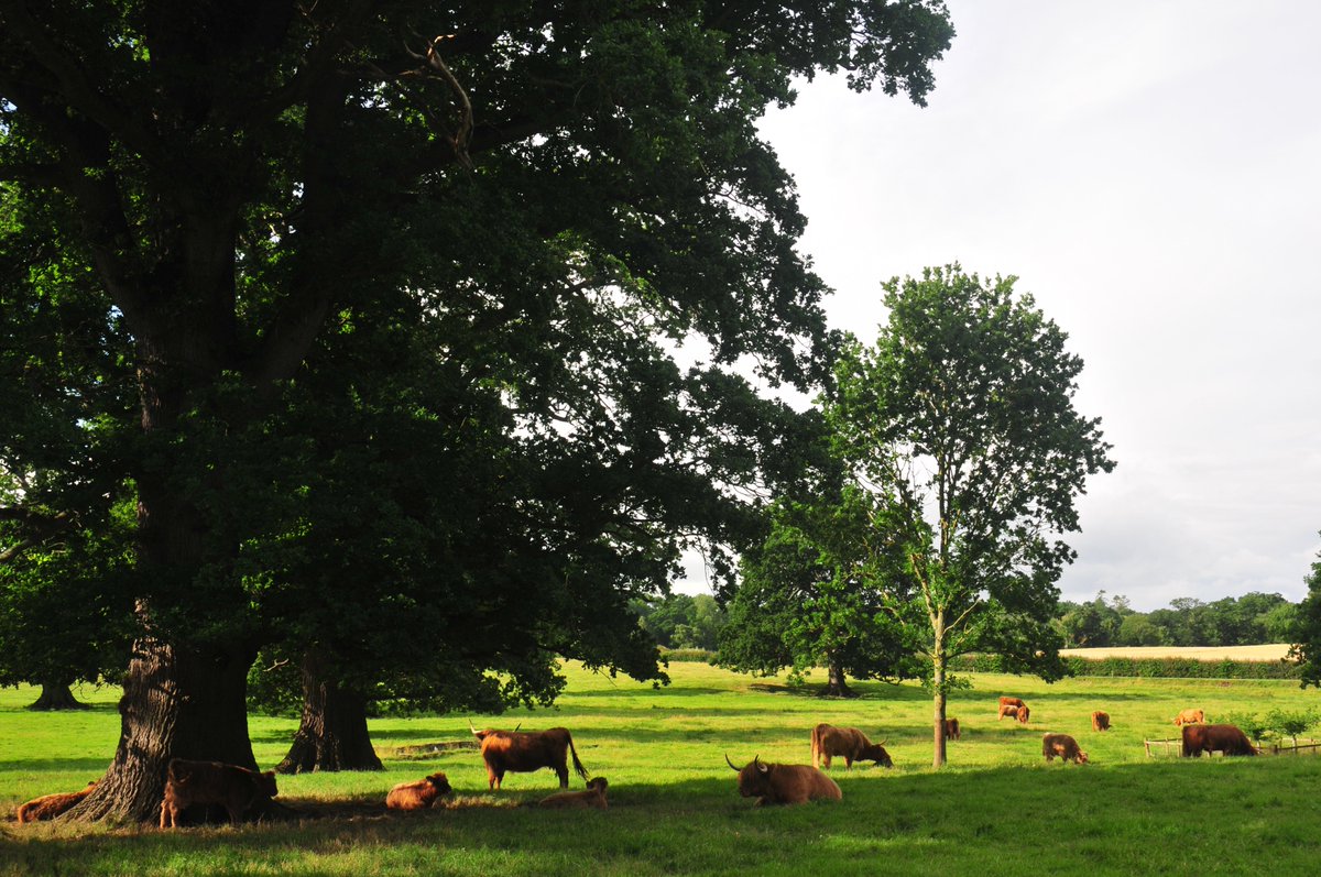 Are you looking for shade & shelter on your farm? Grant funding for clumps of #nativetrees, specimen #trees or small copses available now through the South of Scotland Tree Planting Grant. Contact us for details on 01896 849723 or tinyurl.com/2k4v3853