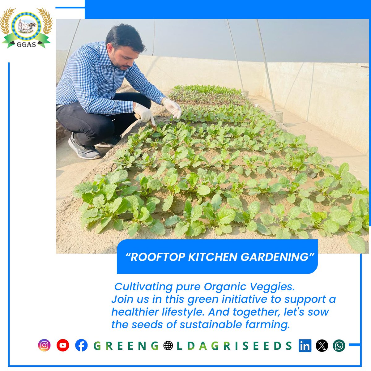 🌱 Exciting News from Green Gold Agri Seeds Pvt. Ltd.! 🌿 We're thrilled to announce the launch of our Kitchen #GreenGoldKitchenGarden #SustainableFarming #organicharvest #GreenGoldAgriSeeds #KitchenGardeningProject #OrganicVegetables #SustainableLiving #RooftopGarden