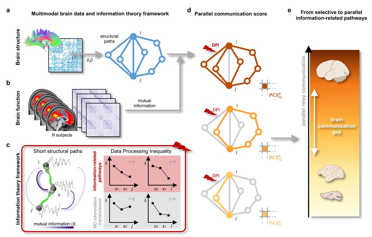 Enrico Amico (@enri_amico) on Twitter photo Very pleased to see that our paper on information transmission in mammalian brain networks is now out in <a href="/NatureComms/">Nature Communications</a>! 🥳🥳🥳nature.com/articles/s4146… Thanks to <a href="/algriffa/">Alessandra Griffa</a> for the titanic effort and leading this amazing collaboration <a href="/danielgb_87/">Daniel Gutierrez-Barragan</a> <a href="/Gozzi_Ale/">Alessandro Gozzi (@gozziale.bsky.social)</a> <a href="/grandjeanlab/">Joanes Grandjean wants you to share your data</a> <a href="/dvdevill/">Dimitri Van De Ville</a> Very pleased to see that our paper on information transmission in mammalian brain networks is now out in <a href="/NatureComms/">Nature Communications</a>! 🥳🥳🥳nature.com/articles/s4146… Thanks to <a href="/algriffa/">Alessandra Griffa</a> for the titanic effort and leading this amazing collaboration <a href="/danielgb_87/">Daniel Gutierrez-Barragan</a> <a href="/Gozzi_Ale/">Alessandro Gozzi (@gozziale.bsky.social)</a> <a href="/grandjeanlab/">Joanes Grandjean wants you to share your data</a> <a href="/dvdevill/">Dimitri Van De Ville</a>