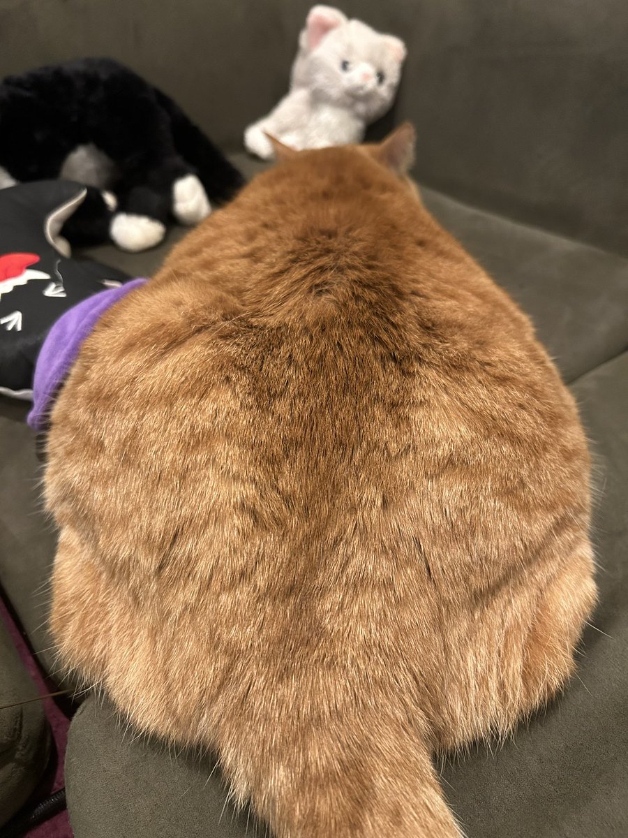 gt3801's tweet photo. モッフモフ🧸 https://t.co/wGbXoIgUZH