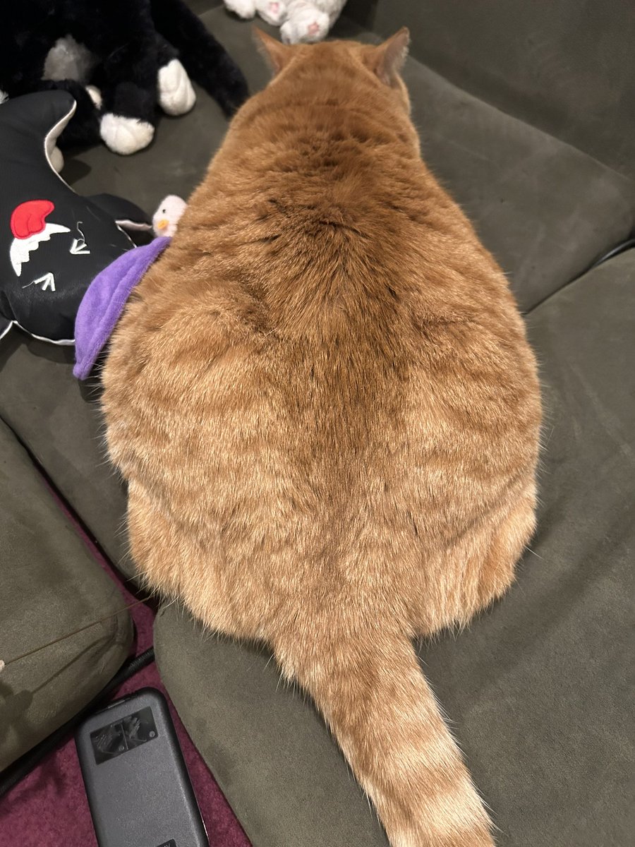 gt3801's tweet photo. モッフモフ🧸 https://t.co/wGbXoIgUZH