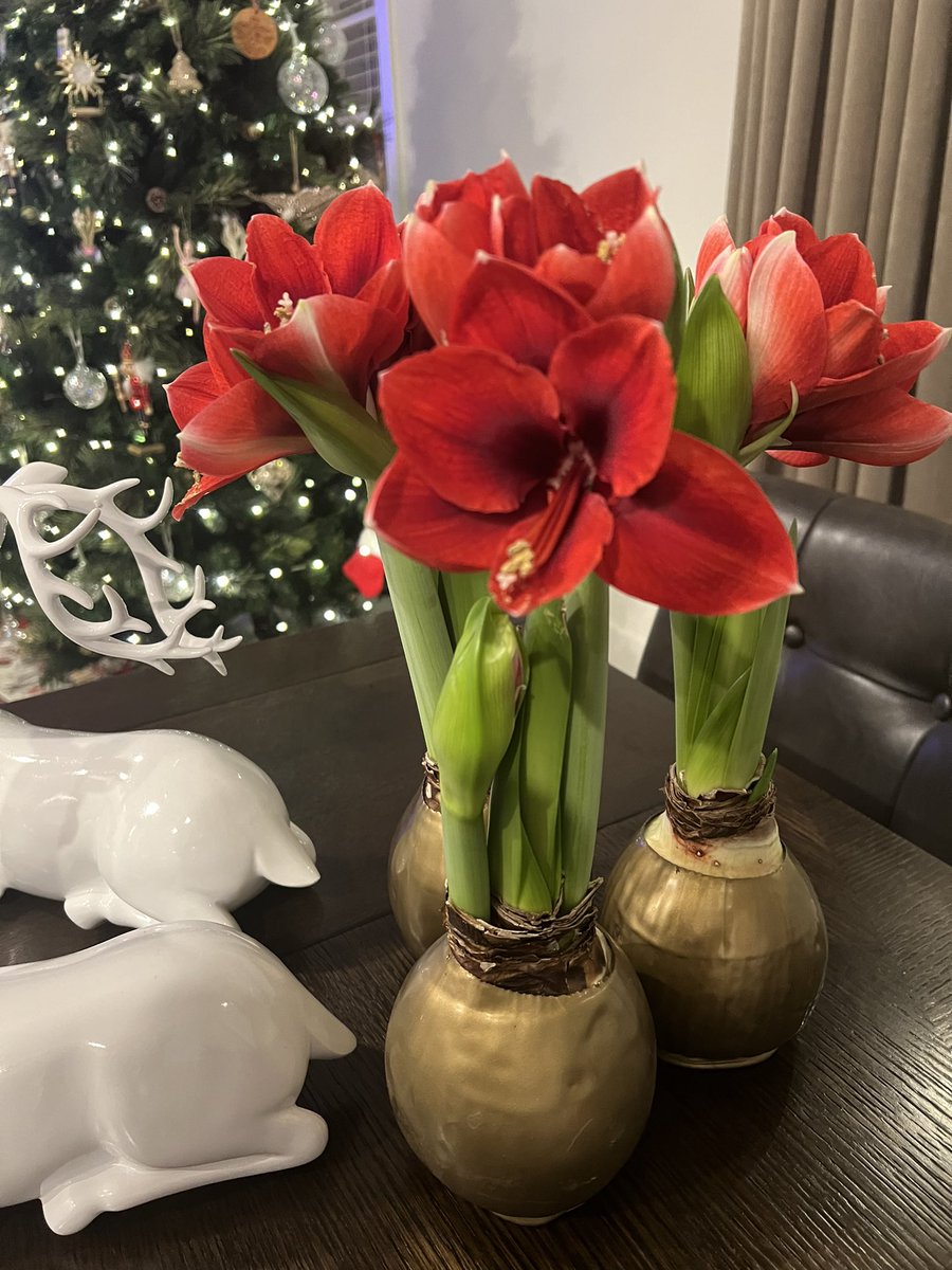 Look at these beautiful red flowers! I got those waxed bulbs from Costco. They don't need water or pots, just some sunshine. They bloomed in two weeks and brighten up my home. Does anyone know what they are called? #flowerpower #costcofinds