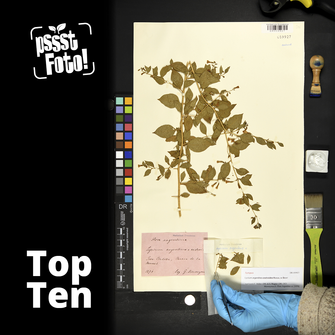 "Archiv der Biodiversität" von Dr. Sarah Wagner ist in den TopTen beim @blattgefluster Fotowettbewerb der #Pflanzenforschung. Glückwunsch und Danke für den Einblick in diese wichtige Arbeit im Herbarium der <a href="/tudresden_de/">TU Dresden</a>! Details zum Bildinhalt auf: instagram.com/p/C0tPq7gNyC3/