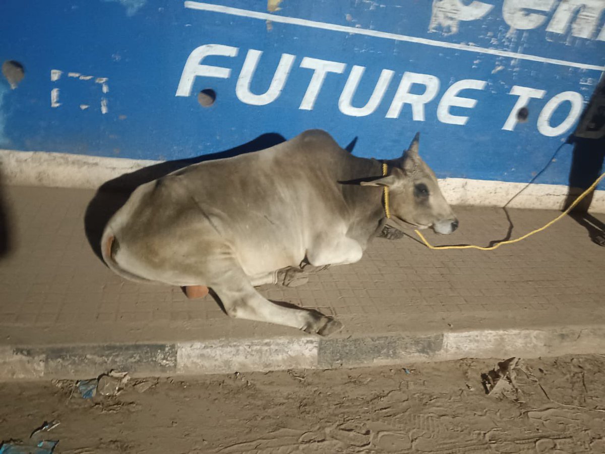 BSCL_BBSR's tweet photo. Attention all.Leaving your cows on the road? BMC has a new pick-up service – your cows will be escorted to comfy cow sheds! Let’s keep the streets moo-ving smoothly. 
 #CowSafety #BMCAlert
#BhubaneswarFirst https://t.co/nxs7eVSHt9