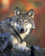 AIVLECOS's tweet photo. 🌕 Sói - Linh Thú Bí Ẩn Của Hoang Dã 🐺 https://t.co/Zs7IqNIRq9