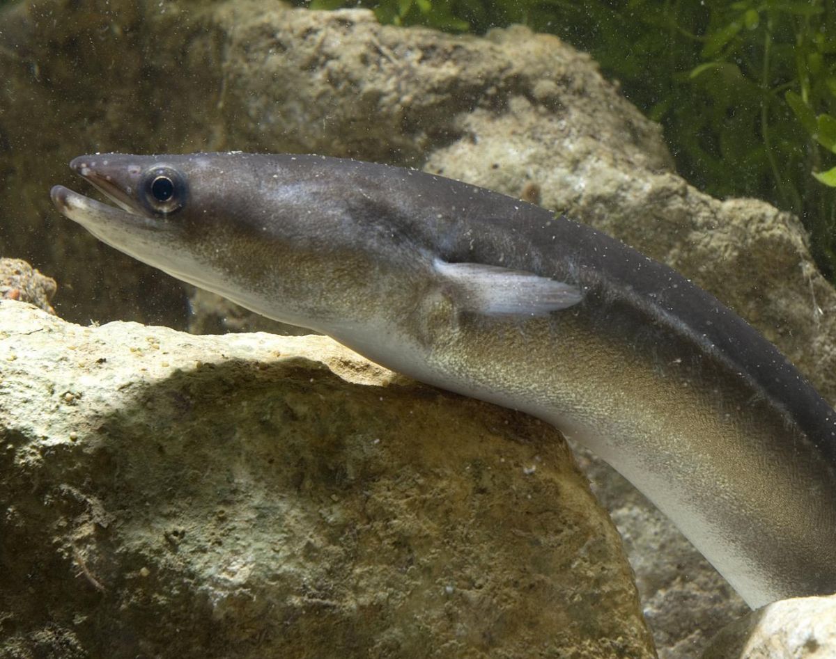 🐟 Le gouvernement a augmenté les quotas de pêche d’anguille européenne, pourtant en danger critique d’extinction. En réponse, les chefs @RelaisChateaux la retirent de leurs menus.

🧵1/9