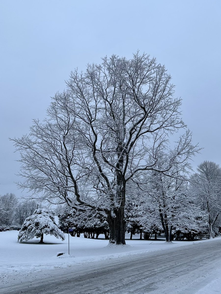 I love watching 
you change with 
the seasons✨

#thicktrunktuesday #snow #WinterWonderland #naturelovers #December #NaturePhotography #TreeClub #WINTER #snowhour #ThePhotoHour #StormHour #tuesdayvibe #Treecember