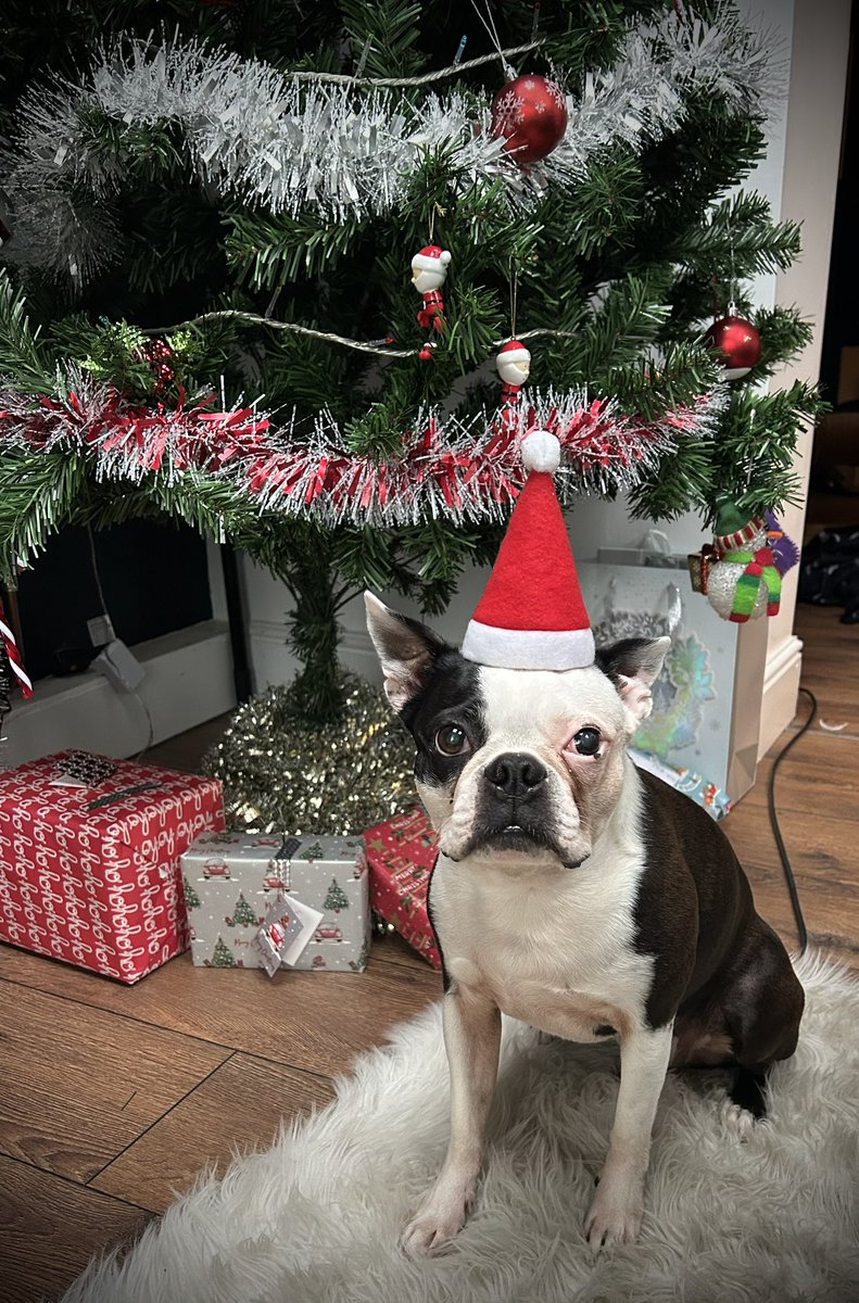 Annual Barry looking massively impressed Xmas photo 😂🎄🐶