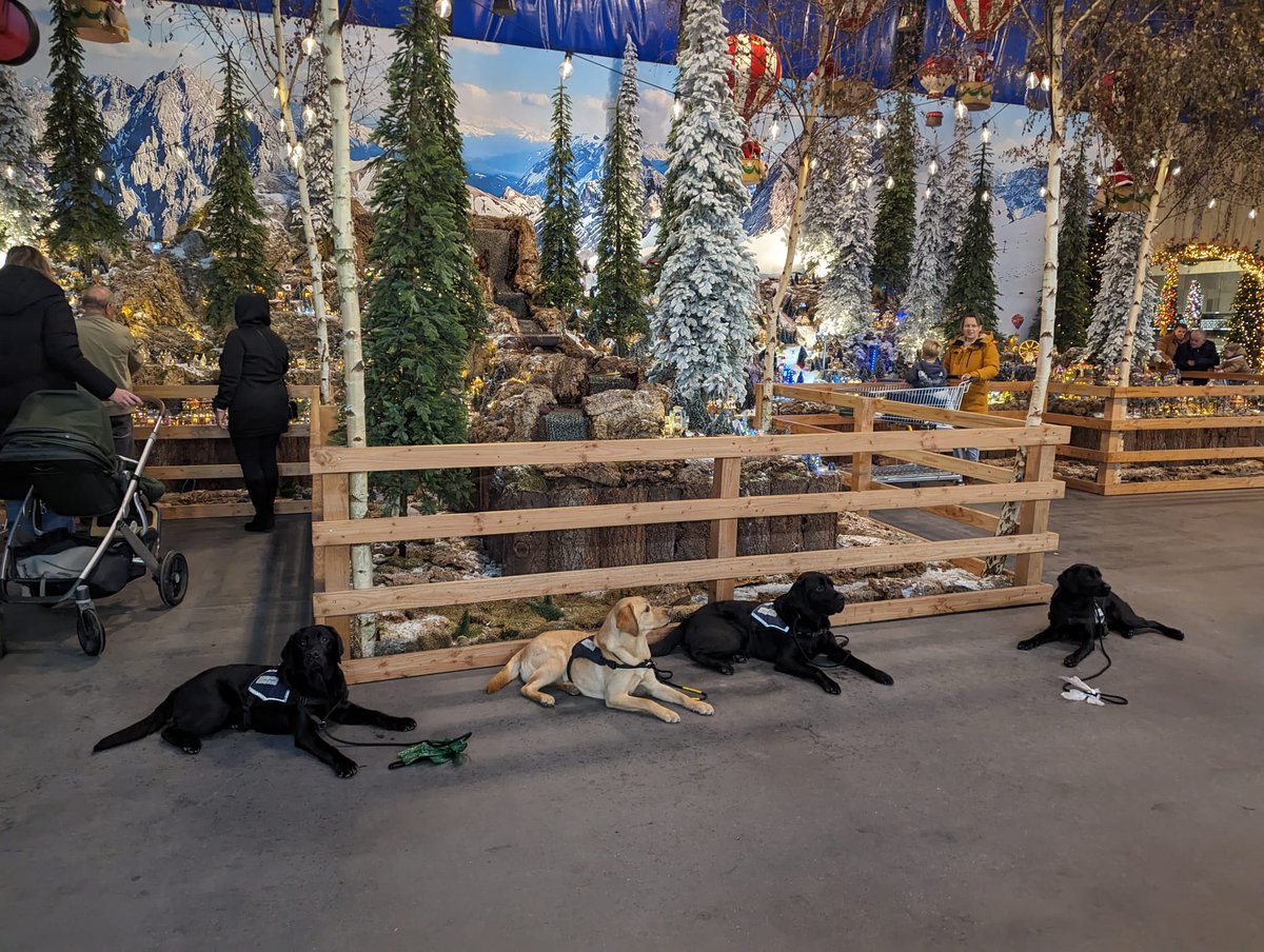 Vanmorgen met 4 hulphonden i.o. o.l.v. Marjolein getraind bij <a href="/Eurofleur/">TuincentrumEurofleur</a> Leusden. Was mooi hoe de hulphonden i.o. het doen, ondanks de drukte, kerstmuziek ed. Dré (links),  jongste, 7.5 mnd, deed het geweldig. @hulphondNL #trots #hulphond #hulphondinopleiding  #labrador