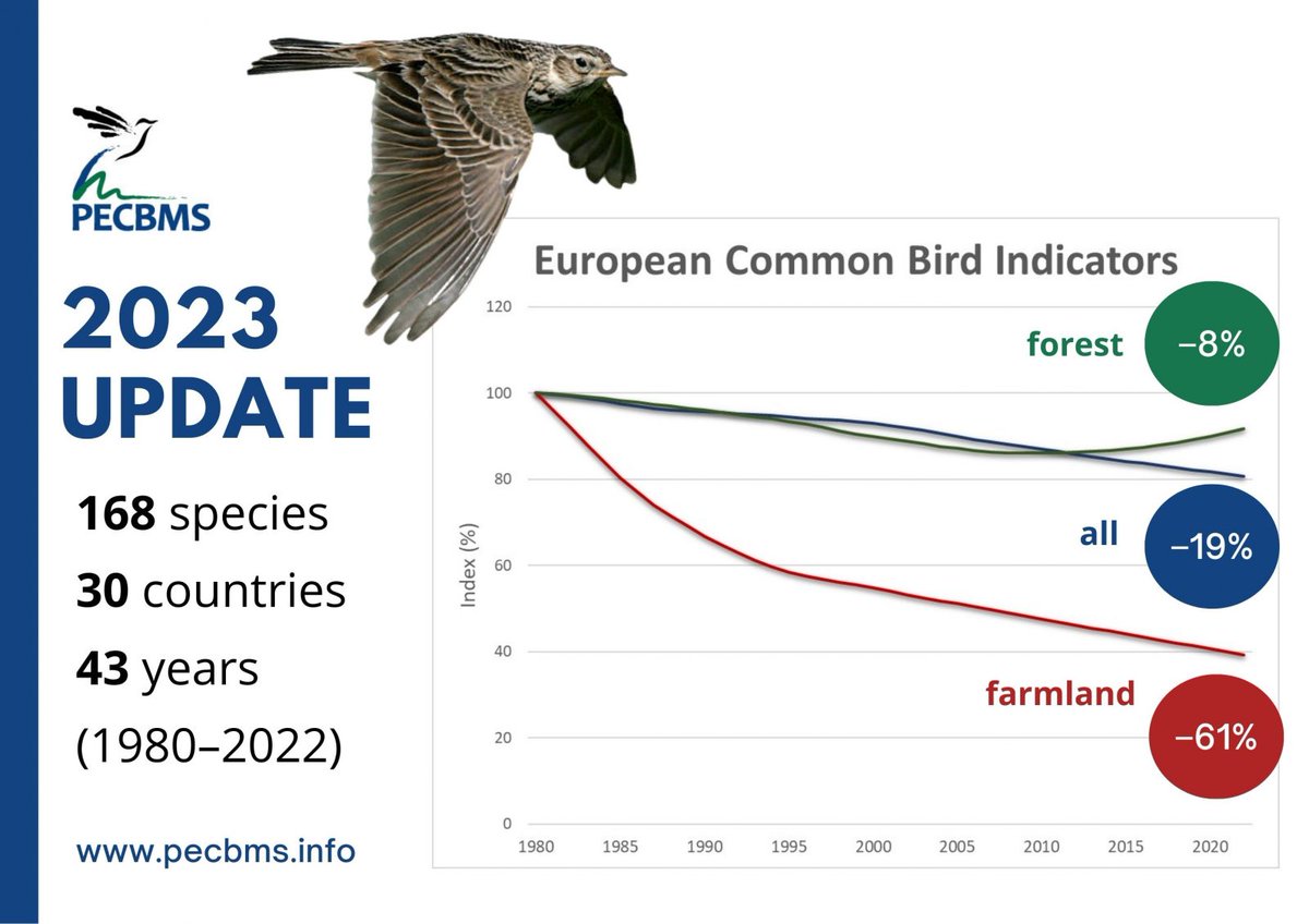 NEW - The Pan-European Common Bird Monitoring Scheme presents updated European common bird indicators 1980–2022. Data for 168 common bird species from 30 countries @RSPBScience @RSPBNews @BirdLifeEurope @EU_ENV pecbms.info/trends-and-ind… 🐦