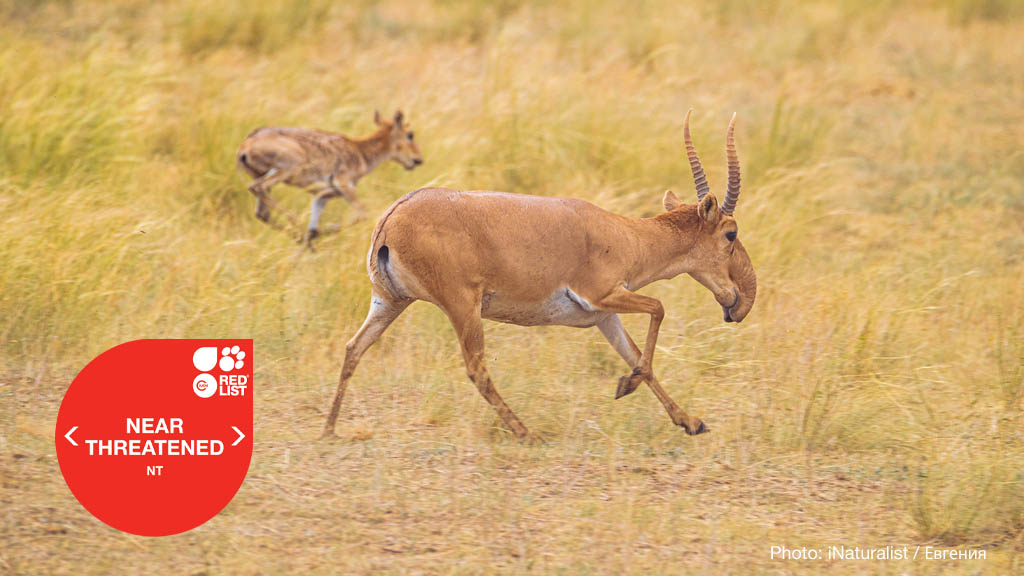 Great news as the saiga antelope has improved from Critically Endangered to Near Threatened. One population increased 1,100% reaching 1.3 million.   Learn more in the latest @IUCNRedList update. bit.ly/41fwRVG