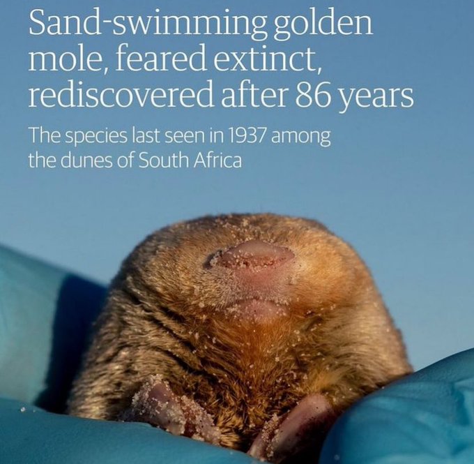 Babe, wake up! A once long thought extinct mole has been rediscovered.   We are so fucking back https://t