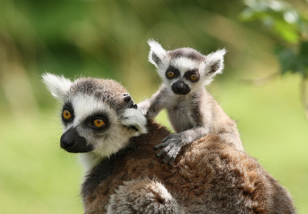 These intriguing lemur facts will leave you in awe, from their incredible acrobatic skills to their unique communication techniques. Get ready for a wild adventure. #lemurlove #wildlife wonders

🐒 l8r.it/4nyX