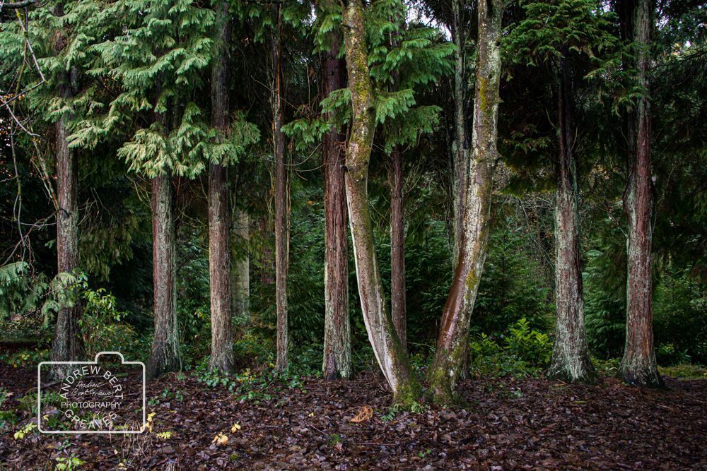 Scotland, 2015

#treetuesday #trees #landscape #Nikon #tree #tuesdaytree #nature #naturalworld #naturephotography #silhouette #treephotography #landscapephotography #treesareawesome #photography #art #visualart #scotland #westlothian