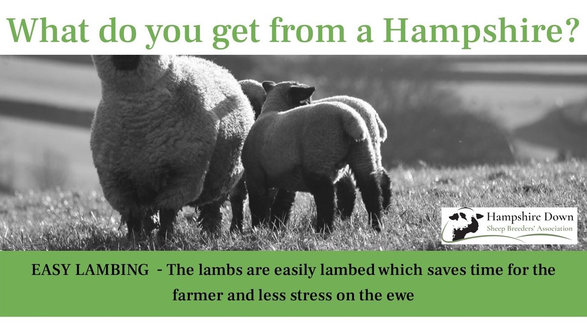 As some of our pedigree breeders finish their lambing here's a reminder of one of the many reasons to use a Hampshire tup in 2024 :)