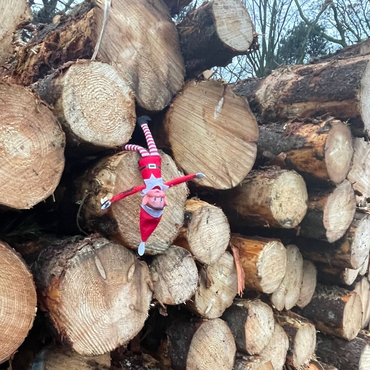I’ll just recline on the pine.

It’s what I do best.

#elfhangingaround #elfshelf #naughtyelf #elfontheshelfadventures #pineshavings #christmasisnear