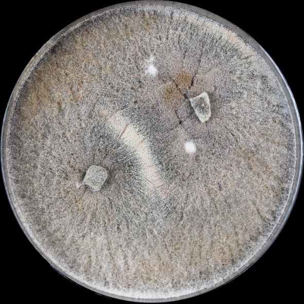 NJHochenegger's tweet photo. Hello dearest 🍄-People!
Upon examining fungal isolates from environmental samples I stumbled across this funny epiphyte: 
These pictures show the growth on PDA for nine days and the microscopic structures using 1000x magnification. Do you have any idea what we have/see here? https://t.co/sNdItVugDp