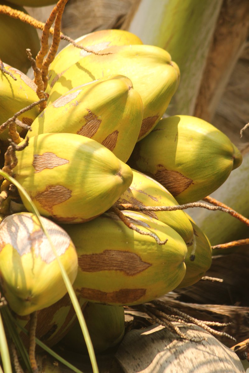 Karthik59793109's tweet image. Coconut Shell #coconutshell #NaturePhotograhpy