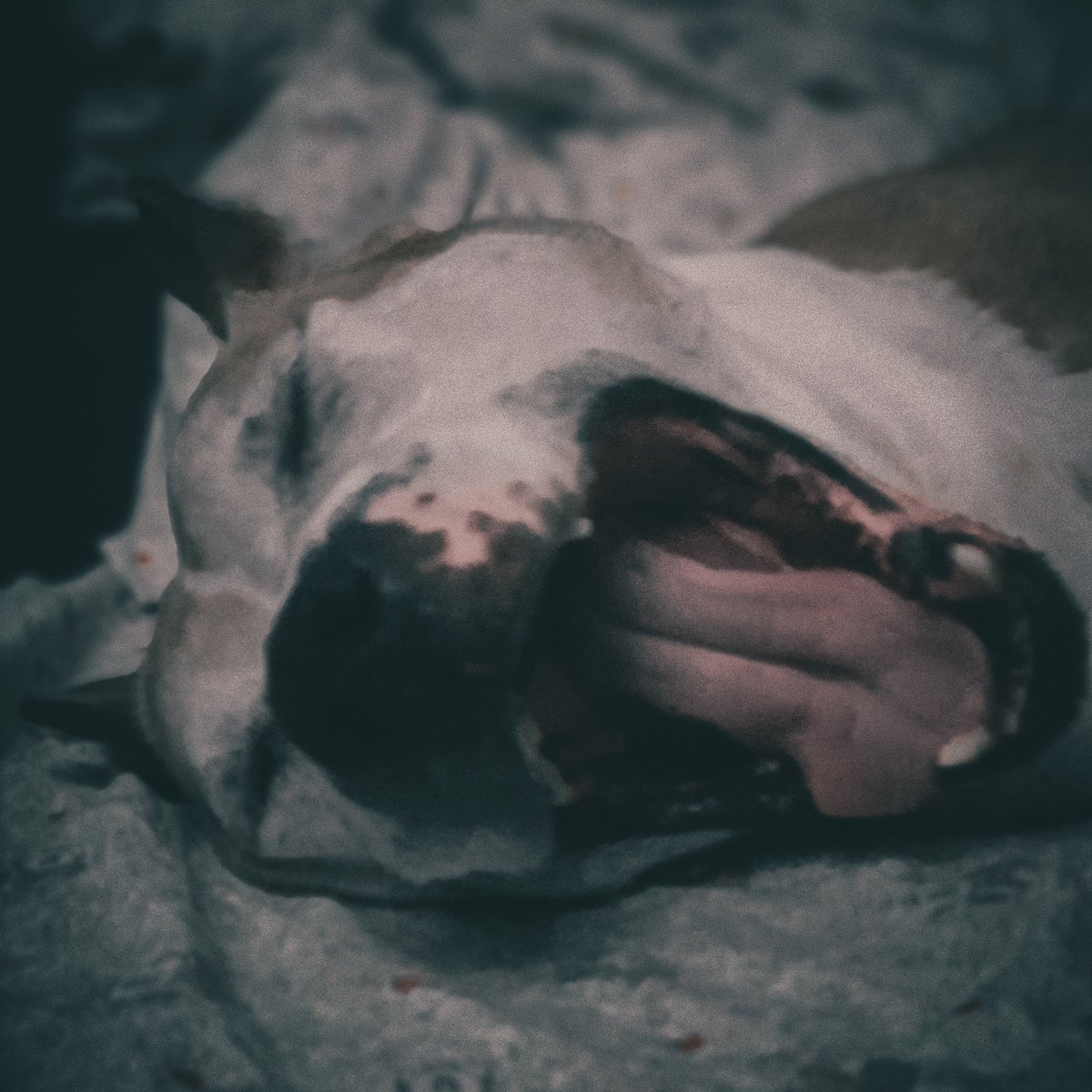 mrtkaramercan's tweet image. #dişchallenge

A de bakimm aaaaaaaa 😁