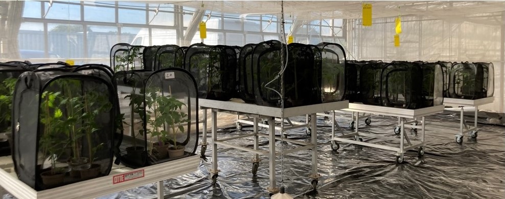 VIRTIGATION - save tomatoes & cucurbits from virus (@virtigation) on Twitter photo 🧵How can #efficacy of new #natural #insecticides against the #BemisiaTabaci #whitefly be tested? One method are #Mesh #Cage tests, which #VIRTIGATION 🇩🇪 partner LNW conducted on formulations of our coordinator <a href="/biosystkuleuven/">BIOSYSTEMS Department -KU Leuven</a>. Find out more in a new #BehindTheScenes edition: 🧵How can #efficacy of new #natural #insecticides against the #BemisiaTabaci #whitefly be tested? One method are #Mesh #Cage tests, which #VIRTIGATION 🇩🇪 partner LNW conducted on formulations of our coordinator <a href="/biosystkuleuven/">BIOSYSTEMS Department -KU Leuven</a>. Find out more in a new #BehindTheScenes edition: