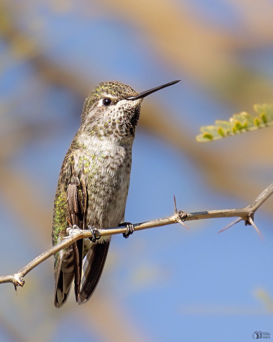 Yeah, still processing my Arizona's birding trip pictures.  Here this beautiful female Anna's Hummingbird.
#BirdsSeenIn2023 #birdwatching #birds #birdphotography #ShotOnCanon #TwitterNatureCommunity #TwitterNaturePhotography #BirdsOfTwitter #spamdepajaritosyvida #hummingbird