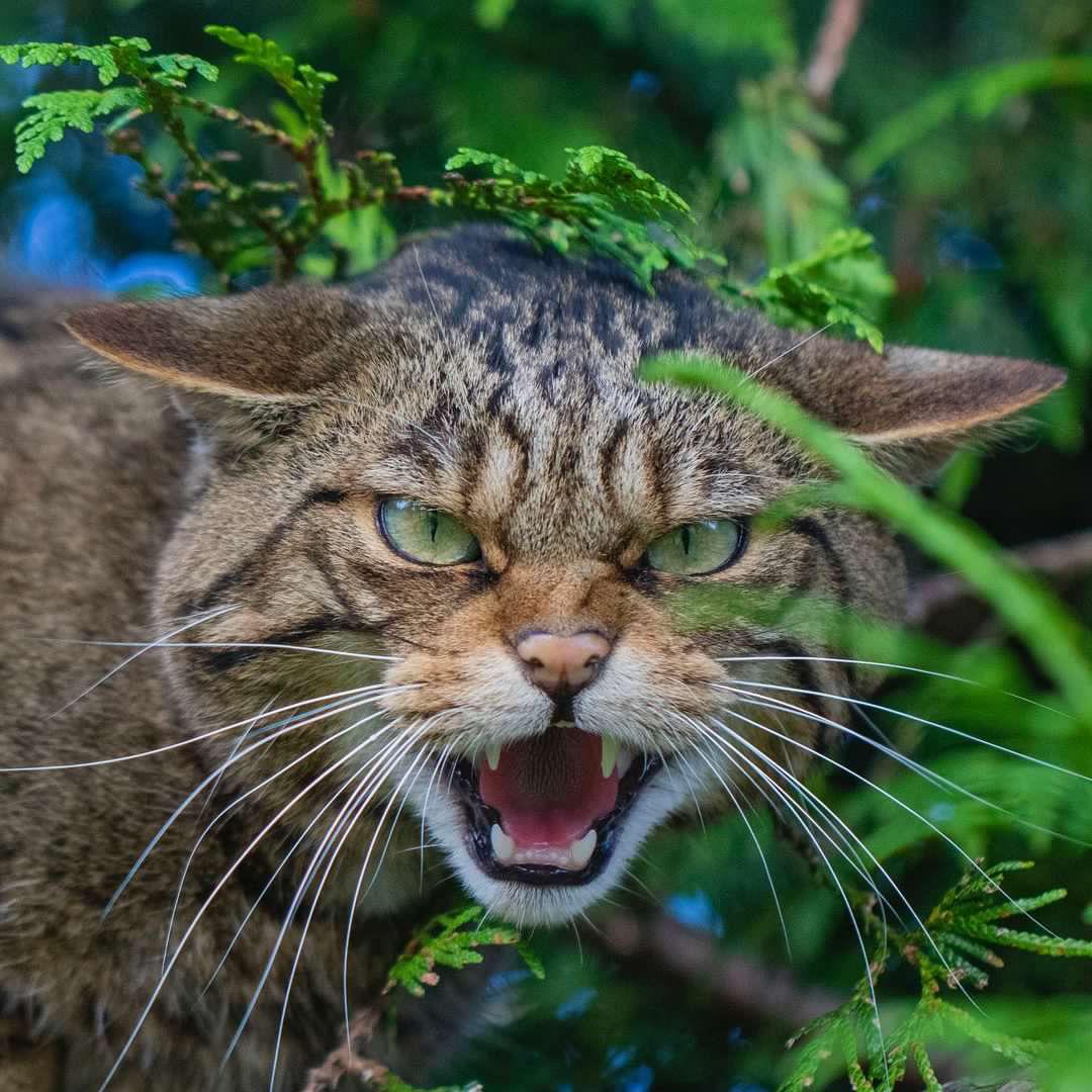 Did you miss our recent talk with @RewildingEurope?

You can view it online and learn more about how we released 19 wildcats into @CairngormsCo earlier this year ➡ bit.ly/savingwildcats…

📷 P. Ross