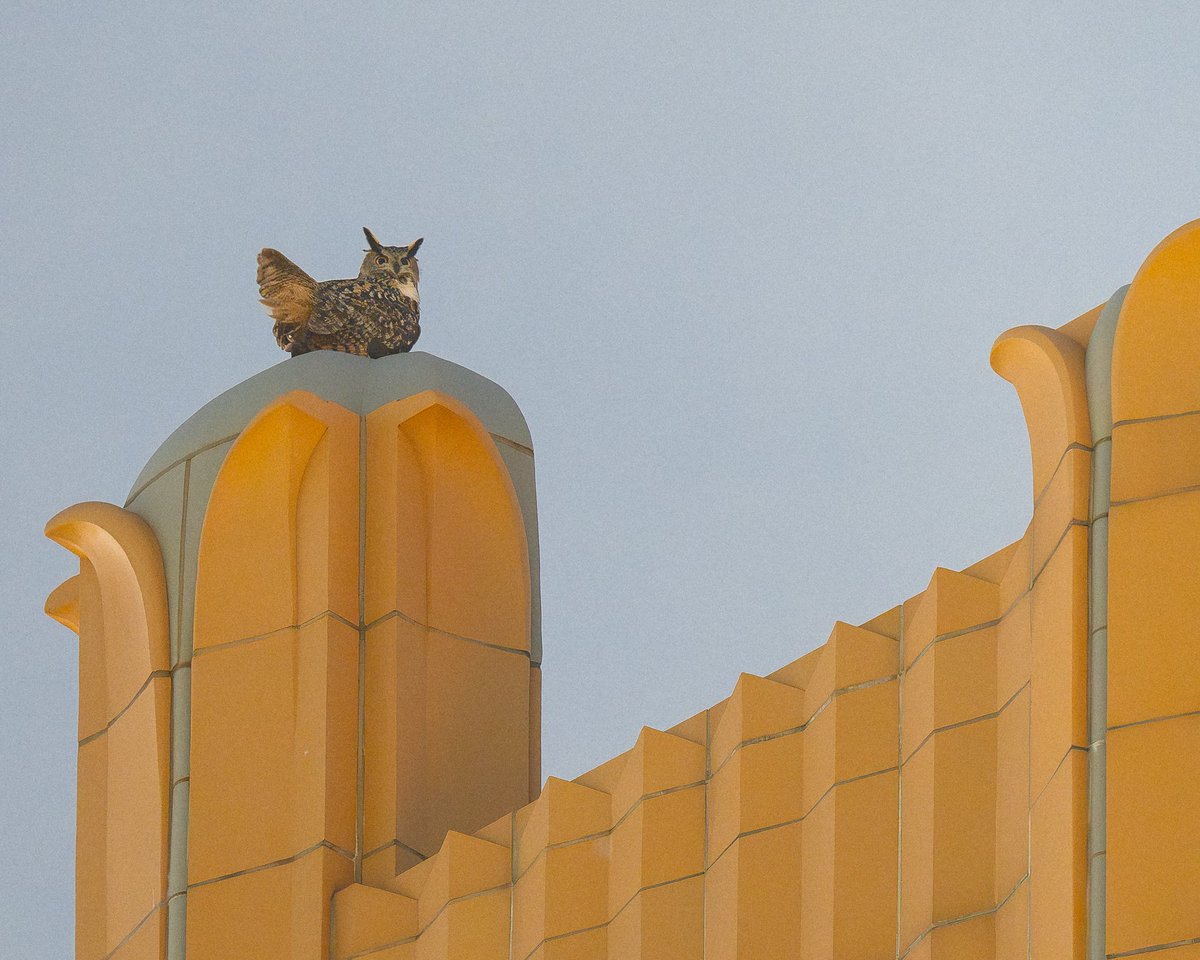 Flaco the Eurasian eagle-owl atop a pre-war art deco building on Central Park West this past Saturday night. He’s been on this building at least a few times—probably more often but unseen. Maybe he fancies the color of the facade. 🍊 🦉 #birds #birding #nature #birdcpp