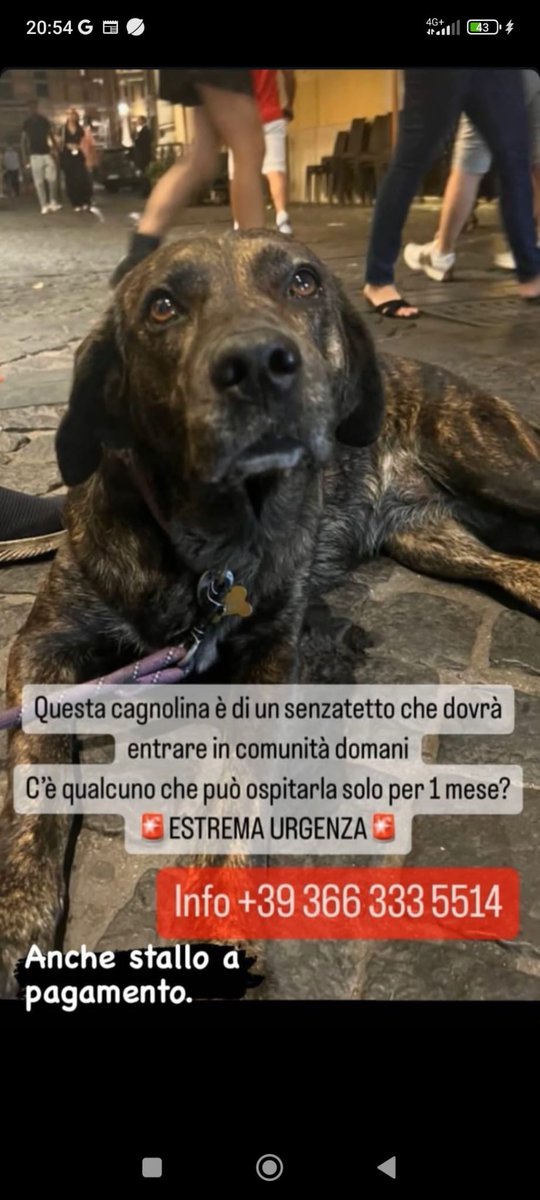 ESTREMA URGENZA, STALLO ANCHE A PAGAMENTO, PER UN MESE. CONDIVIDIAMO GRAZIE DI CUORE ❤️❤️❤️❤️❤️❤️