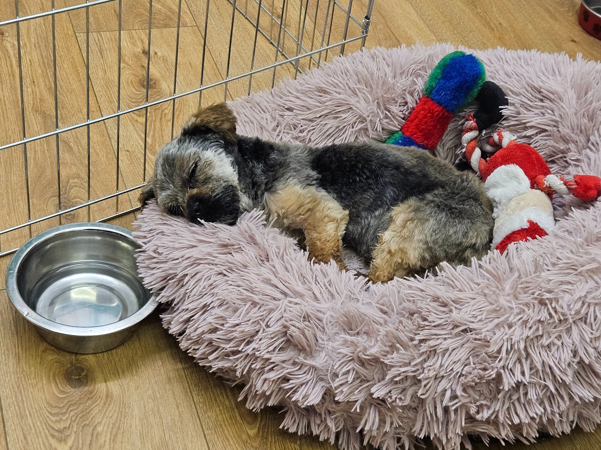 norauspca's tweet image. My final day with the v cute Oscar. Who will shortly leave our Centre to join his new family. I&apos;ll miss my Oscar fix #AdoptDontShop #dogs #pupp