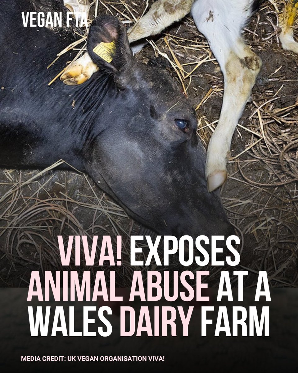 The UK vegan organisation Viva! 'vivacharity' (IG) has reported animal abuse at a Wales dairy farm. 🐮💔

👉 Read more: veganfta.com/2023/12/04/uk-…

#dairy #milk #cows #wales #dairyfarm